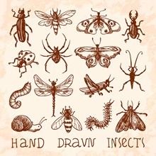 15款手绘昆虫设计矢量图下载