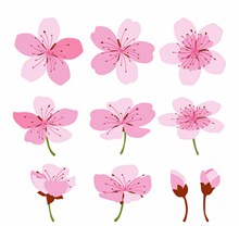 10款彩绘粉色樱花矢量素材