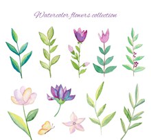 10款水彩绘花卉和树叶图矢量