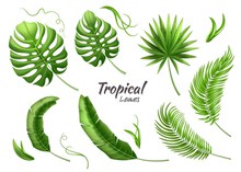 13款绿色热带植物树叶矢量图