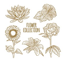 5款手绘花卉设计矢量图下载