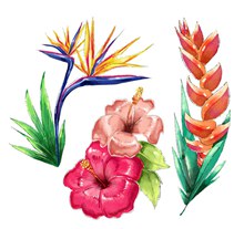 3款水彩绘热带花卉矢量素材