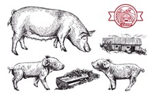 3款手绘猪设计矢量图
