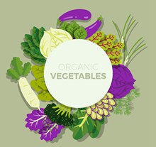 彩色有机蔬菜框架矢量素材