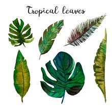 6款彩绘热带树叶矢量