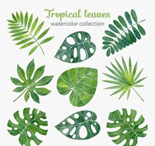 9款水彩绘热带树叶矢量图下载