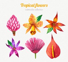 6款水彩绘热带花朵矢量下载