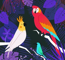 彩色热带树林鸟类矢量下载