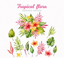 水彩绘美丽热带花束图矢量图片