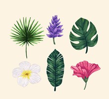 6款彩绘热带花朵和树叶图矢量素材
