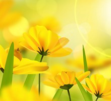 美丽阳光下的黄色花卉矢量