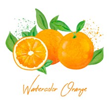 彩绘新鲜橙子矢量图下载