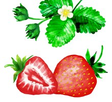 水彩绘草莓和草莓叶矢量图下载