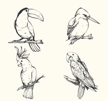 4款手绘鸟类设计矢量图下载