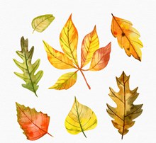 7款水彩绘秋季树叶矢量图