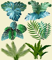 6款绿色热带植物矢量图下载