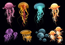 8组彩色透明水母设计图矢量图下载