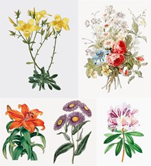 百合花与菊花等花卉植物主题图矢量图