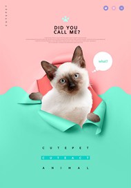 宠物猫海报