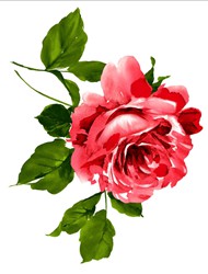 水彩绘画效果红色玫瑰花朵免抠素材