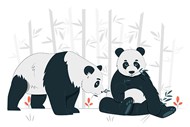 熊猫插画矢量图片