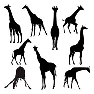 长颈鹿剪影矢量图片