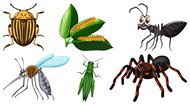 不同种类的昆虫矢量图片