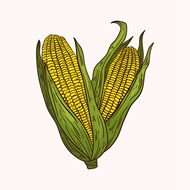 手绘玉米插图矢量图