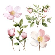 水彩粉色花卉插画矢量素材