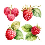 水彩红色莓果矢量下载