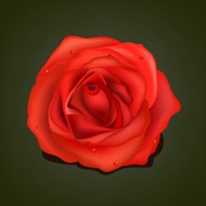 大红色鲜艳玫瑰矢量模板